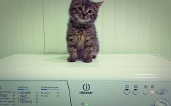Ремонт стиральной машины Indesit не забирает порошок